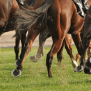 Eco Racecourse Grass Seed Mix additional 3