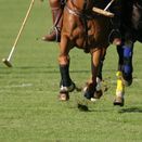 Polo Pitch Grass Seed Mix additional 1