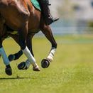 Premium Polo Renovation Grass Seed Mix additional 1