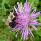 Acid Soil Wildflower Seed Mixture additional 5