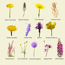 Acid Soil Wildflower Seed Mixture additional 4