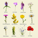 Acid Soil Wildflower Seed Mixture additional 3