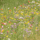 Acid Soil Wildflower Seed Mixture additional 1