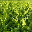 SAM3 / CSAM3 / GS4 Legume &amp; Herb Rich Swards Seed Mix additional 5