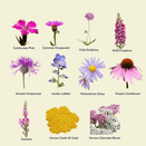 Bees Knees Wildflower Seed Mixture additional 4