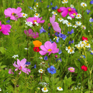 Bees Knees Wildflower Seed Mixture additional 1
