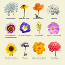 Bees Knees Wildflower Seed Mixture additional 3