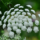 Bees Knees Wildflower Seed Mixture additional 4