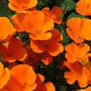 Bees Knees Wildflower Seed Mixture additional 6