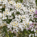 Bees Knees Wildflower Seed Mixture additional 7