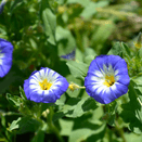 Bees Knees Wildflower Seed Mixture additional 8