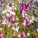 Bees Knees Wildflower Seed Mixture additional 9