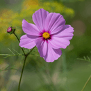 Bees Knees Wildflower Seed Mixture additional 10