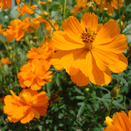 Bees Knees Wildflower Seed Mixture additional 13