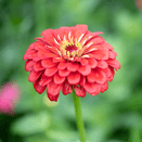 Bees Knees Wildflower Seed Mixture additional 12