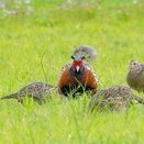 Premium Game Bird Feed | High-Quality Wheat &amp; Maize Mix additional 3