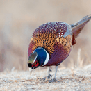 Premium Game Bird Feed | High-Quality Wheat &amp; Maize Mix additional 4