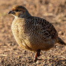 Premium Game Bird Feed | High-Quality Wheat &amp; Maize Mix additional 5