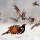 Premium Game Bird Feed | High-Quality Wheat &amp; Maize Mix additional 3