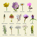 Cornish Coastal Wildflower Mix additional 5