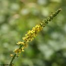 Cornish Coastal Wildflower Mix additional 15