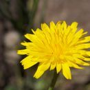 Cornish Coastal Wildflower Mix additional 16