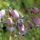Cornish Coastal Wildflower Mix additional 6