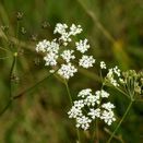 Cornish Coastal Wildflower Mix additional 17