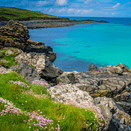 Cornish Coastal Wildflower Mix additional 3