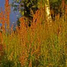 Cornish Coastal Wildflower Mix additional 19
