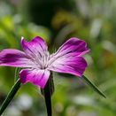 Cornish Coastal Wildflower Mix additional 10