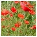 Cornish Coastal Wildflower Mix additional 8