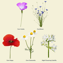 Cornish Coastal Wildflower Mix additional 3