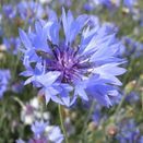 Cornish Coastal Wildflower Mix additional 7