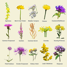 Cornish Coastal Wildflower Mix additional 4