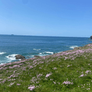 Cornish Coastal Wildflower Mix | Salt and Wind-Tolerant Native Perennials additional 2