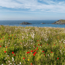 Cornish Coastal Wildflower Mix additional 4