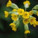 Cornish Coastal Wildflower Mix additional 9