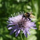 Cornish Coastal Wildflower Mix additional 21