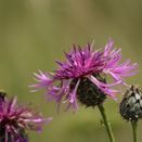 Cornish Coastal Wildflower Mix additional 22