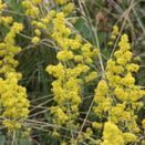 Cornish Coastal Wildflower Mix additional 23