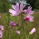 Cornish Coastal Wildflower Mix additional 12
