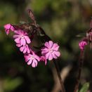 Cornish Coastal Wildflower Mix additional 14