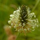 Cornish Coastal Wildflower Mix additional 24