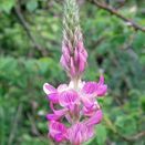 Cornish Coastal Wildflower Mix additional 13