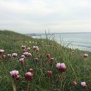 Cornish Coastal Wildflower Mix additional 5