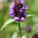 Cornish Coastal Wildflower Mix additional 25