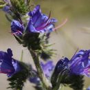 Cornish Coastal Wildflower Mix additional 26