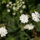 Cornish Coastal Wildflower Mix additional 27