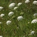 Cornish Coastal Wildflower Mix additional 28